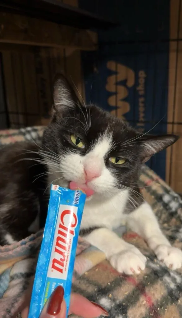 An adult small-sized female Domestic Short Hair cat named Lincoln Lynx for adoption in Windsor, CT