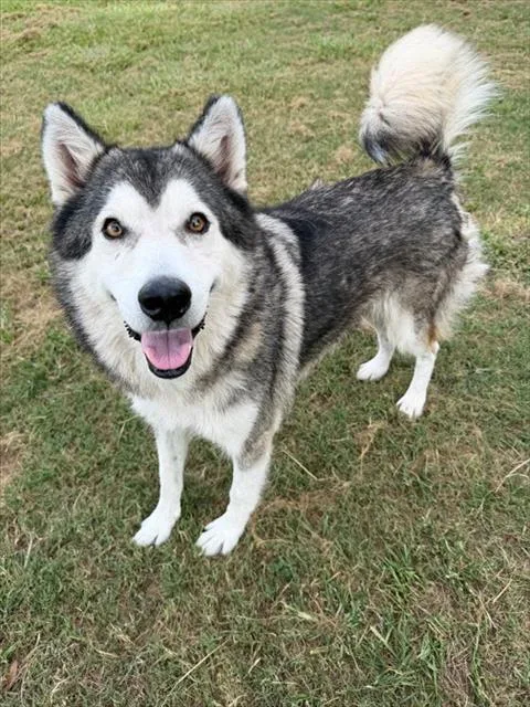 A young medium-sized female Husky dog named Luna for adoption in Conroe, TX