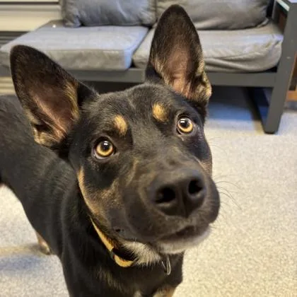 An adult large-sized male Tricolor (Brown, Black, & White) Mixed Breed dog named Maddox for adoption in Lansing, MI