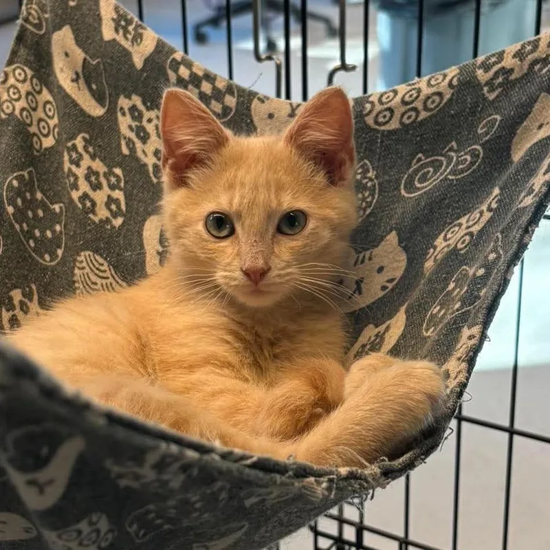 A baby small-sized male Orange / Red Domestic Short Hair cat named Orange Slice for adoption in Huntington, WV