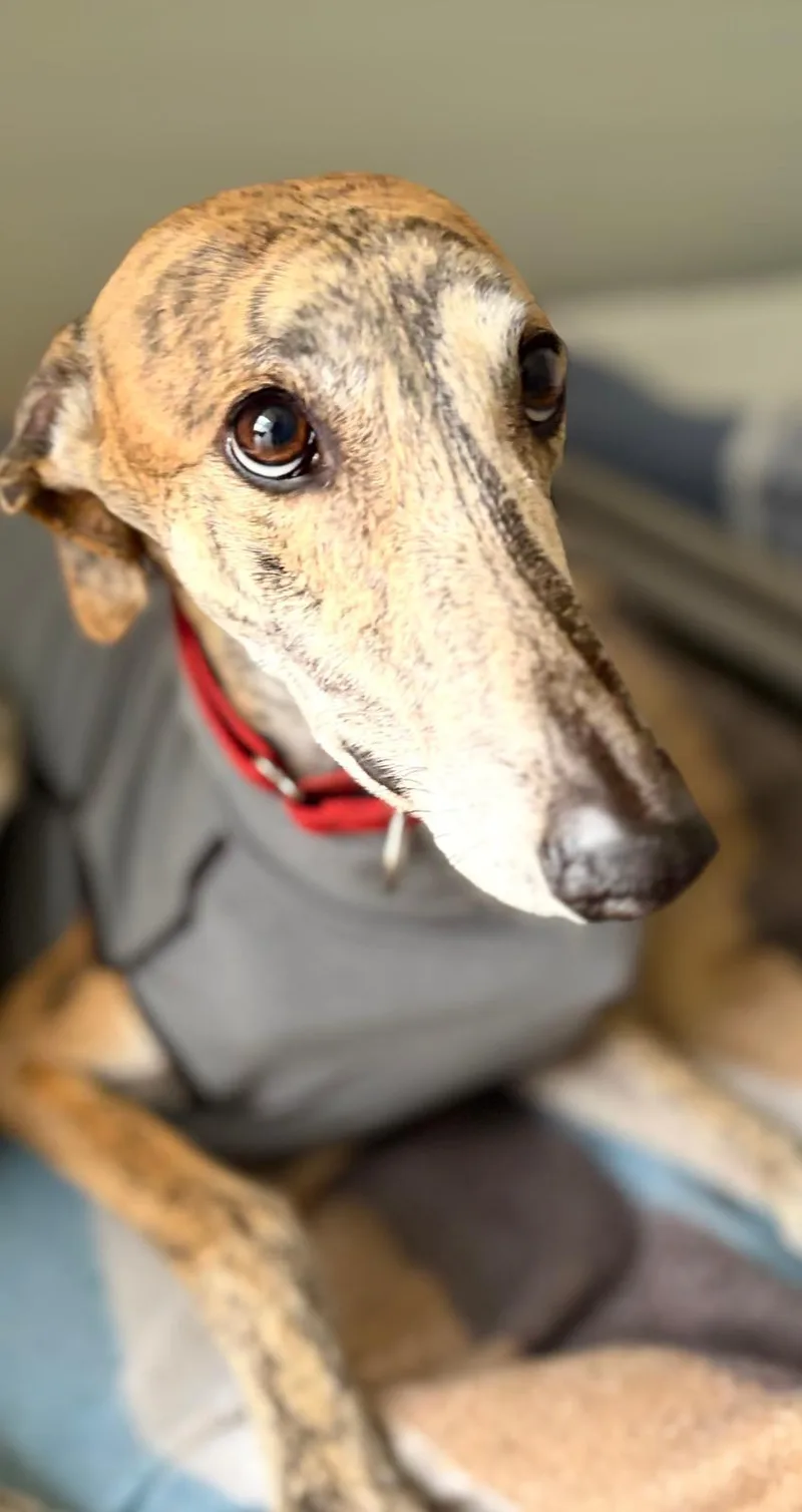 A young medium-sized male Galgo Spanish Greyhound dog named Pinto for adoption in Winter Park, FL