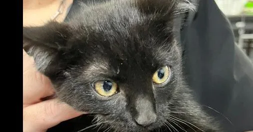 A baby small-sized male Black Domestic Short Hair cat named Kennedy for adoption in Anoka, MN