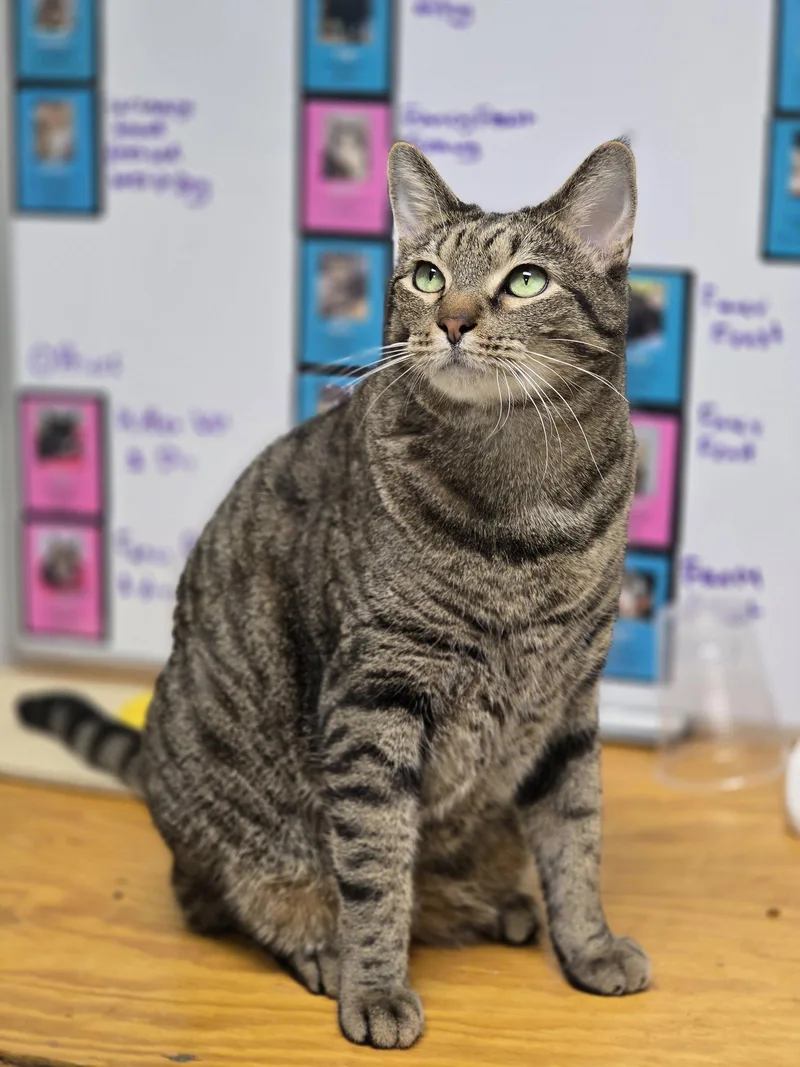 A young medium-sized male Tabby cat named Big Mac for adoption in Locust Grove, GA