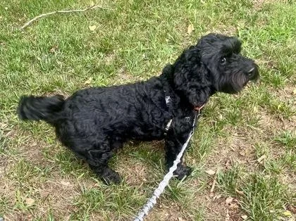 A young medium-sized male Black English Cocker Spaniel dog named Cahza for adoption in Annapolis, MD