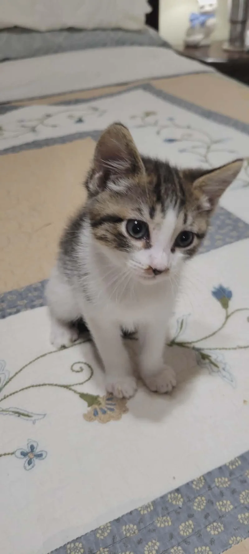 A young medium-sized male American Shorthair cat named Buttons for adoption in Roanoke, AL
