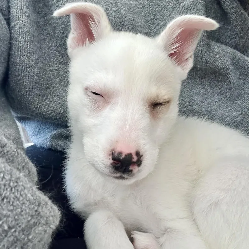A baby small-sized male White / Cream Mixed Breed dog named Tim Horton for adoption in Buffalo, MN