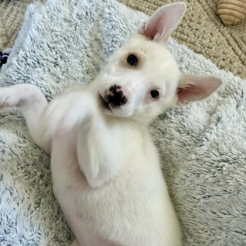 Tim Horton thumbnail 2