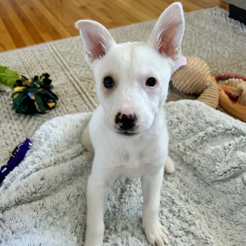 Tim Horton thumbnail 3