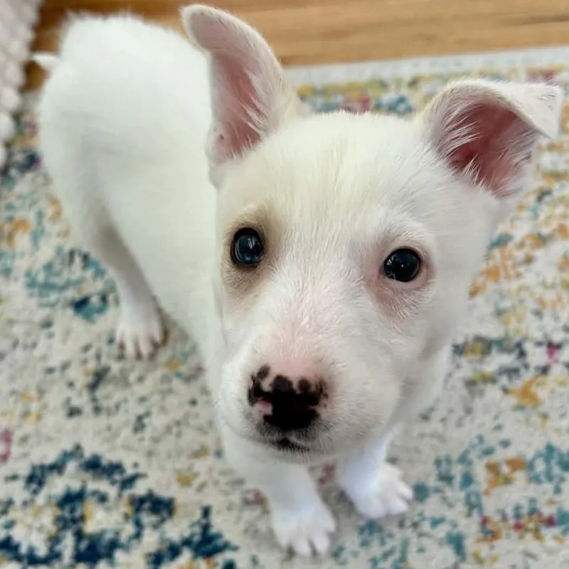 Tim Horton thumbnail 4