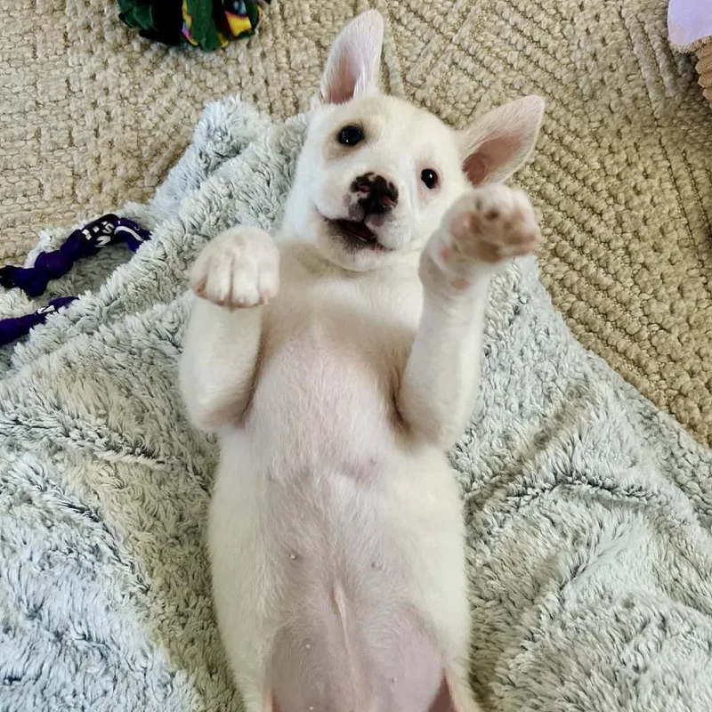 Tim Horton thumbnail 5