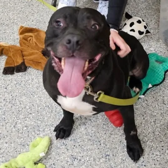 Demetrius thumbnail 2