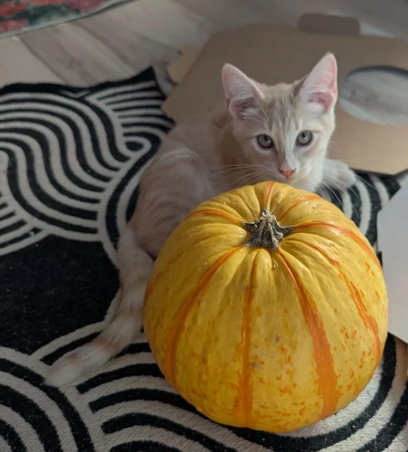 A baby medium-sized male Domestic Short Hair cat named Bulleit for adoption in San Antonio, TX
