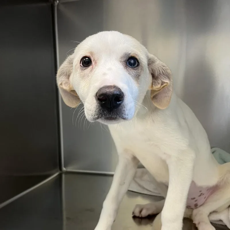 A baby small-sized female White / Cream Labrador Retriever dog named Sabrina for adoption in Charlottesville, VA