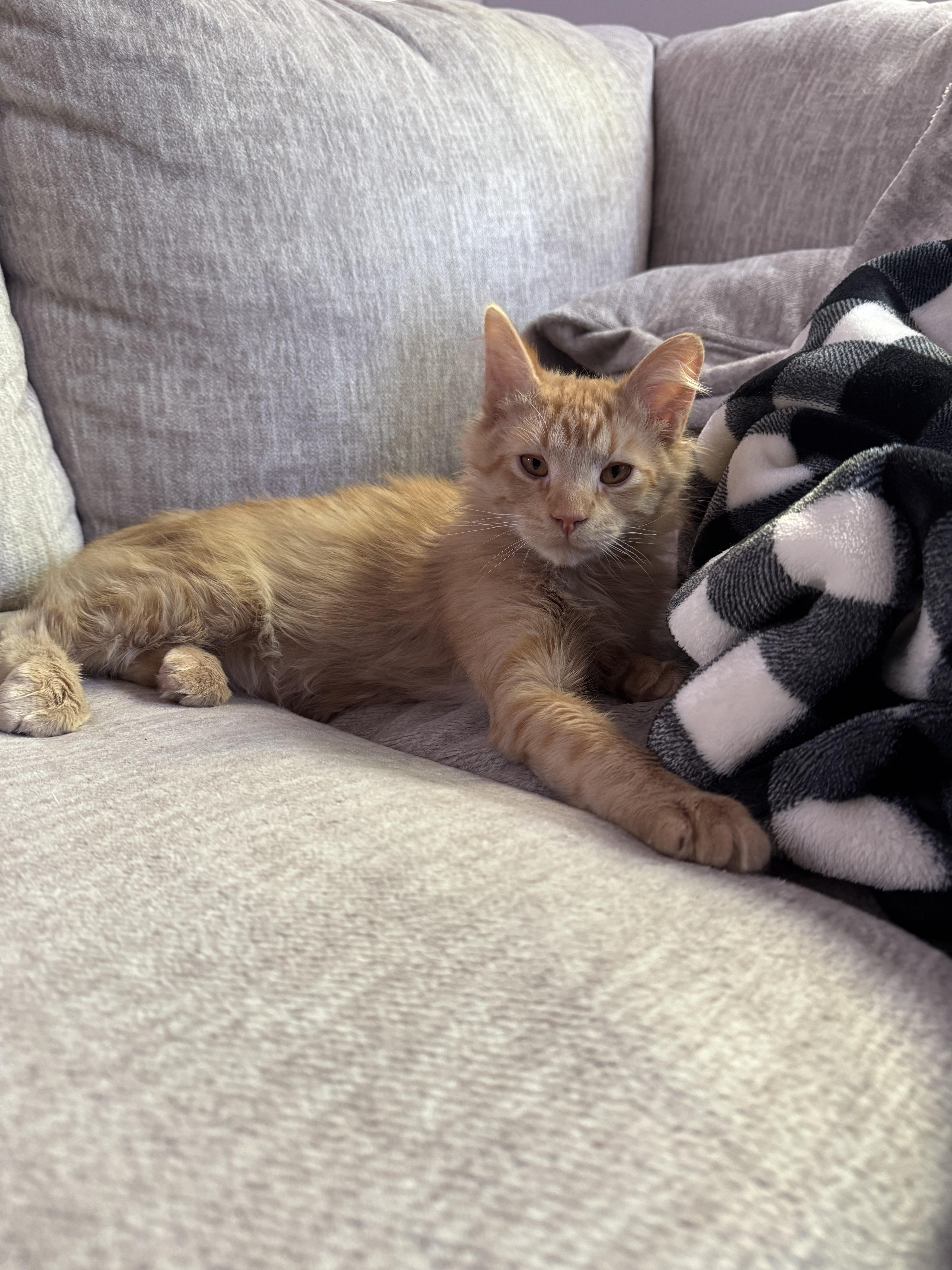 A baby medium-sized male Tabby (Orange / Red) Domestic Medium Hair cat named Kapow for adoption in Davis, CA