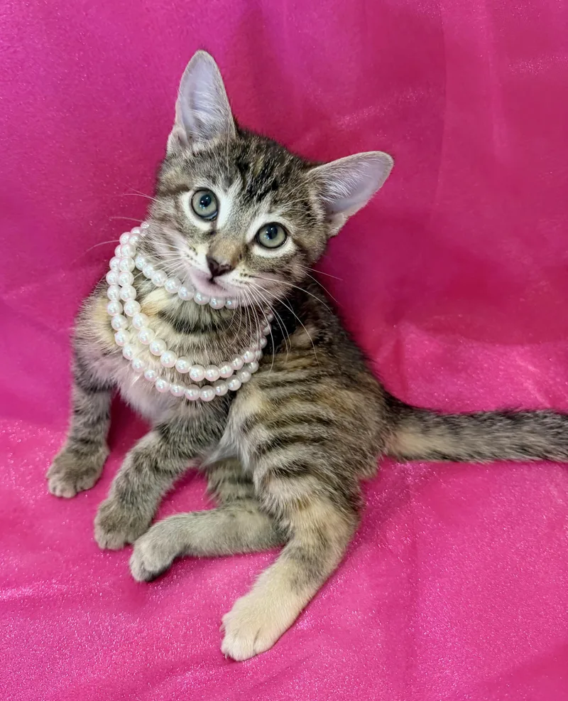 A baby small-sized female Tortoiseshell Domestic Short Hair cat named Twilight for adoption in Lake Monroe, FL