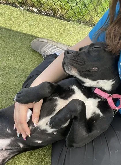 An adult medium-sized female Mixed Breed dog named Bowling Pin for adoption in West Chester, PA