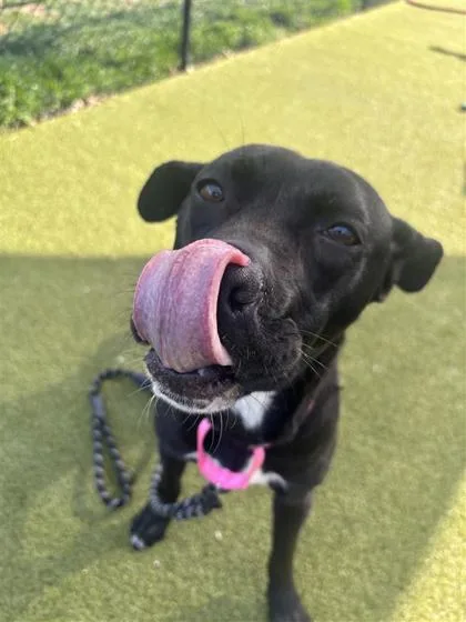 Bowling Pin thumbnail 2