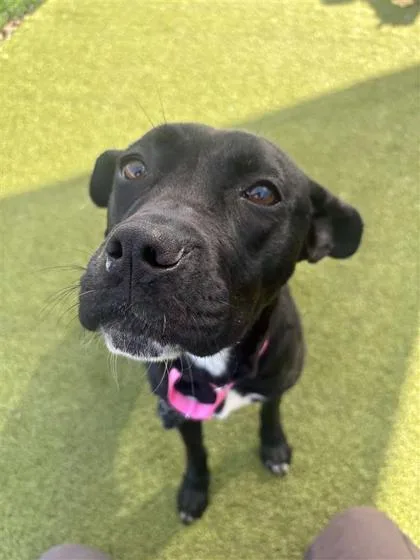 Bowling Pin thumbnail 3