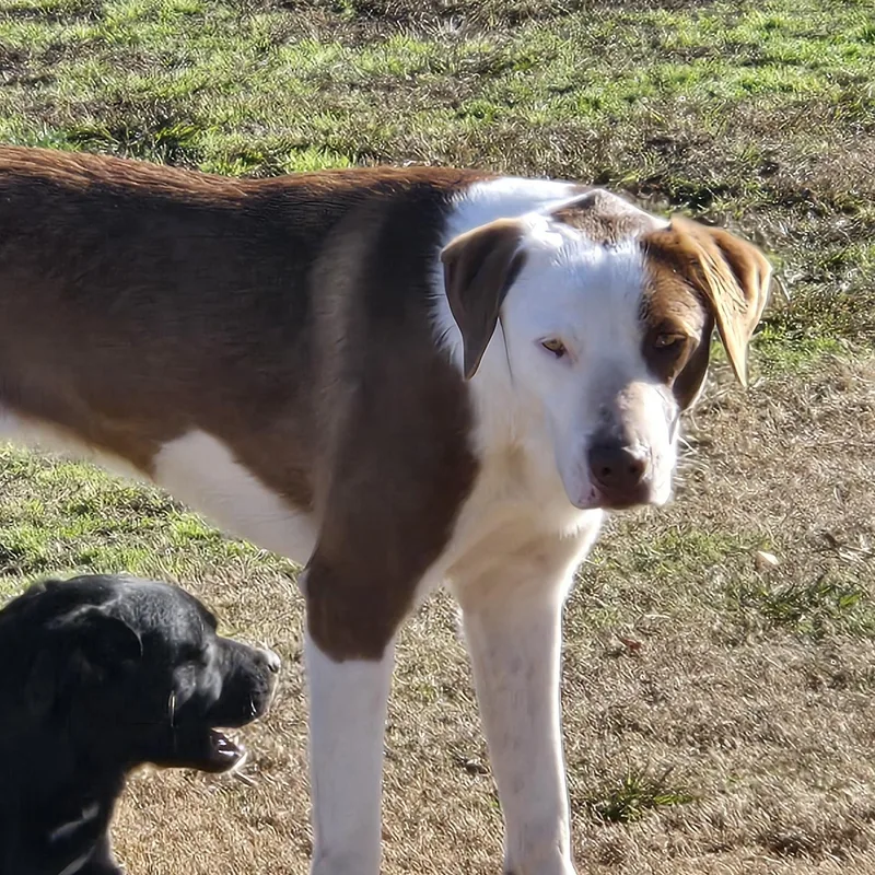 An adult large-sized female Brown / Chocolate Brittany Spaniel dog named Lana for adoption in Sheridan, AR