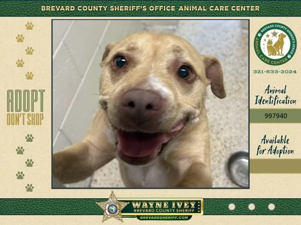 An adult medium-sized female Mixed Breed dog named Cheyenne for adoption in Melbourne, FL