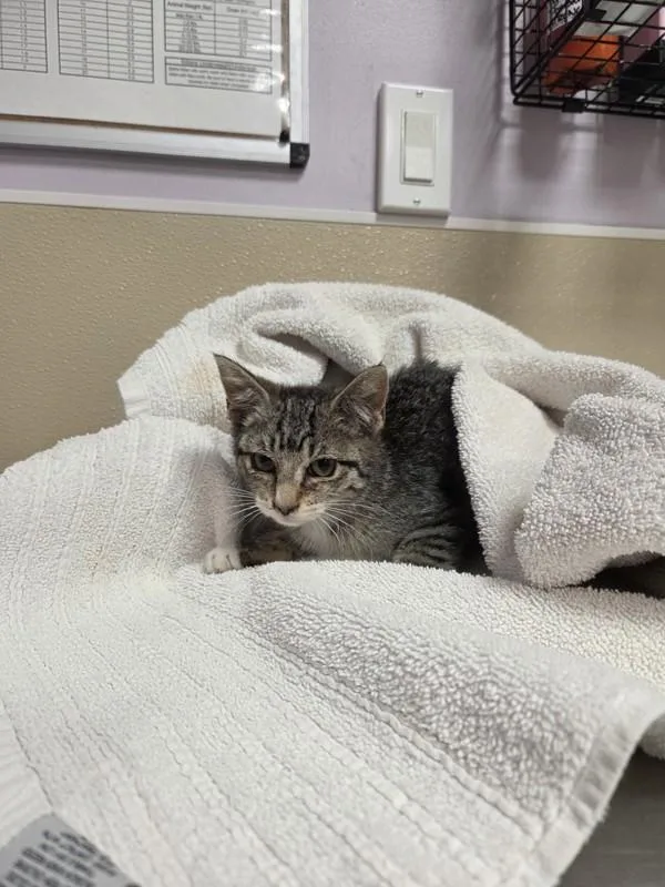 A baby small-sized female Domestic Short Hair cat named Double Stack for adoption in Vancouver, WA
