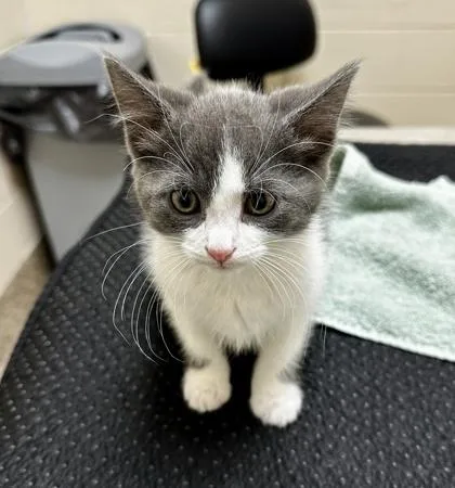 A baby small-sized female Domestic Short Hair cat named Pip for adoption in Westland, MI