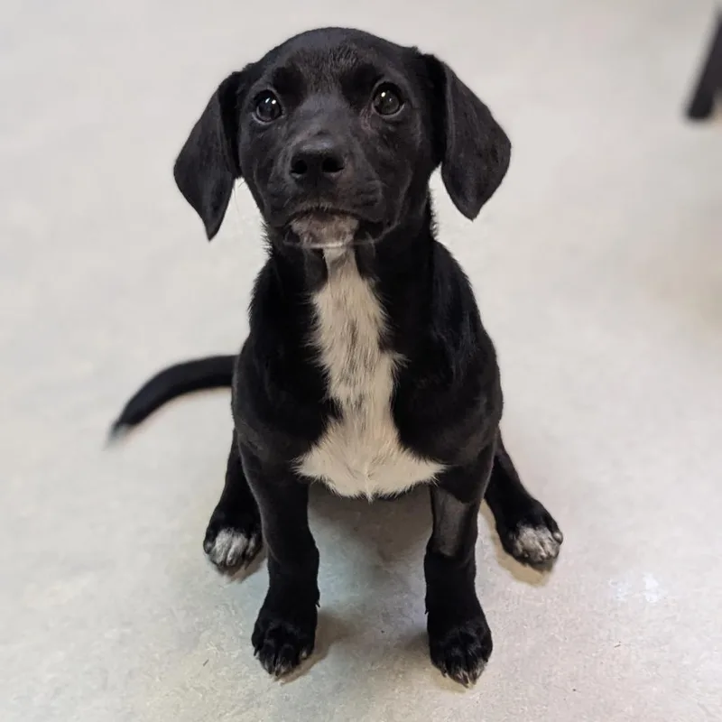 A young medium-sized female Beagle dog named Queen Latifah for adoption in Fenton, MI