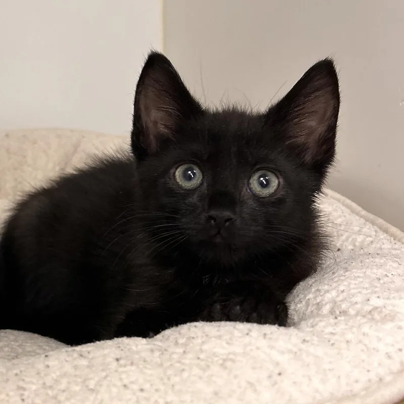 A baby small-sized male Brown / Chocolate Domestic Short Hair cat named Boots for adoption in West Palm Beach, FL
