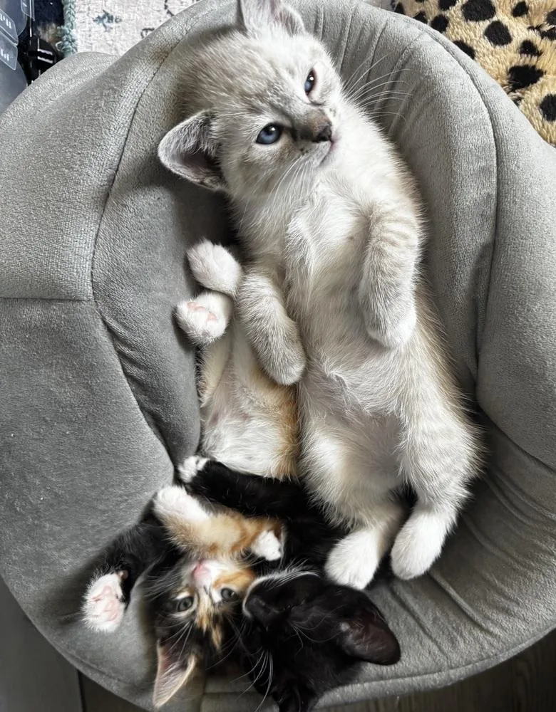 A baby small-sized male Gray & White Domestic Short Hair cat named Duke for adoption in Telford, PA