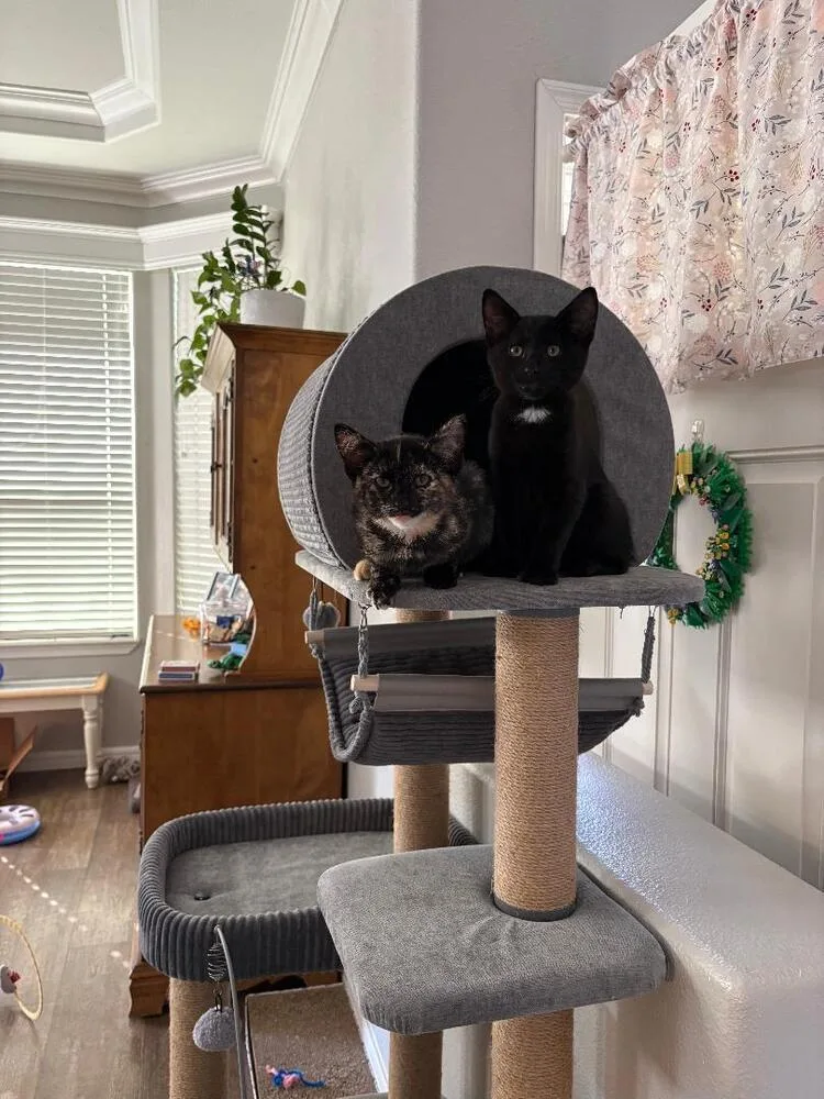 A baby medium-sized male Black Domestic Short Hair cat named Jett for adoption in Oceanside, CA
