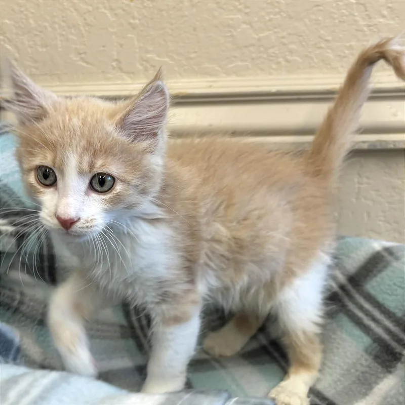 A baby small-sized male Orange / Red Domestic Short Hair cat named Tucker for adoption in Medford, OR