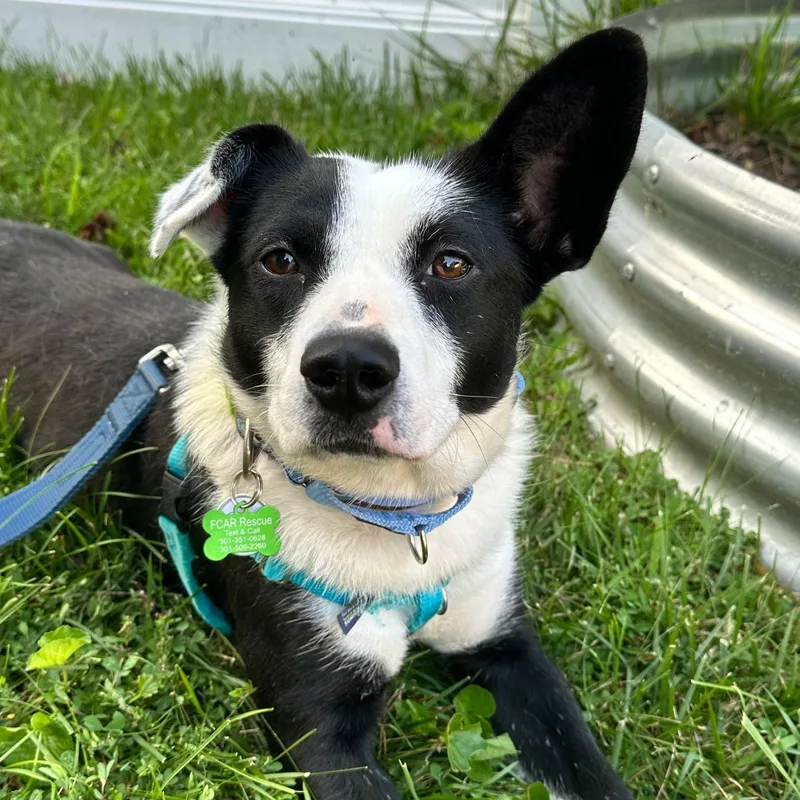 Pippa