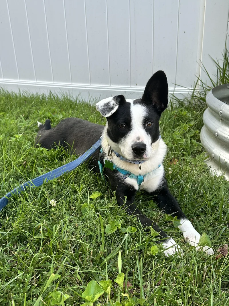 Pippa thumbnail 2