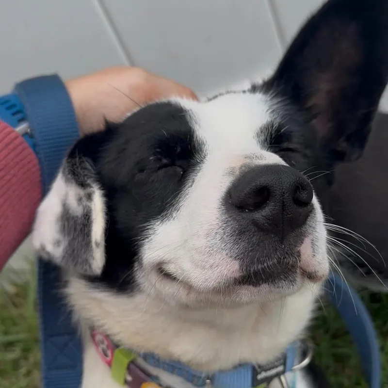 Pippa thumbnail 3