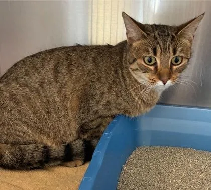 Peanut Butter thumbnail 2