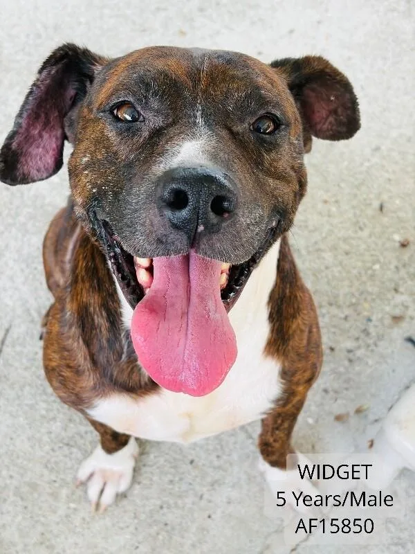 Widget