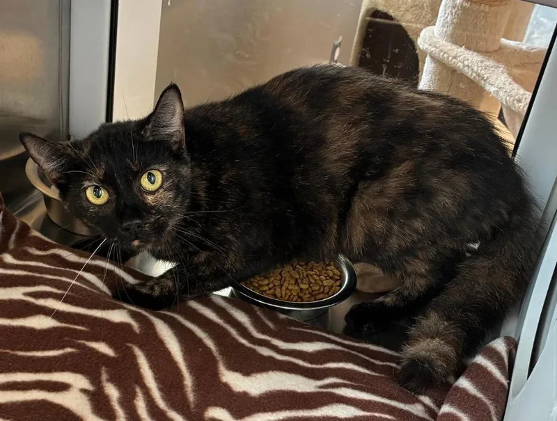A young medium-sized female Domestic Short Hair cat named Chili for adoption in Sidney, OH