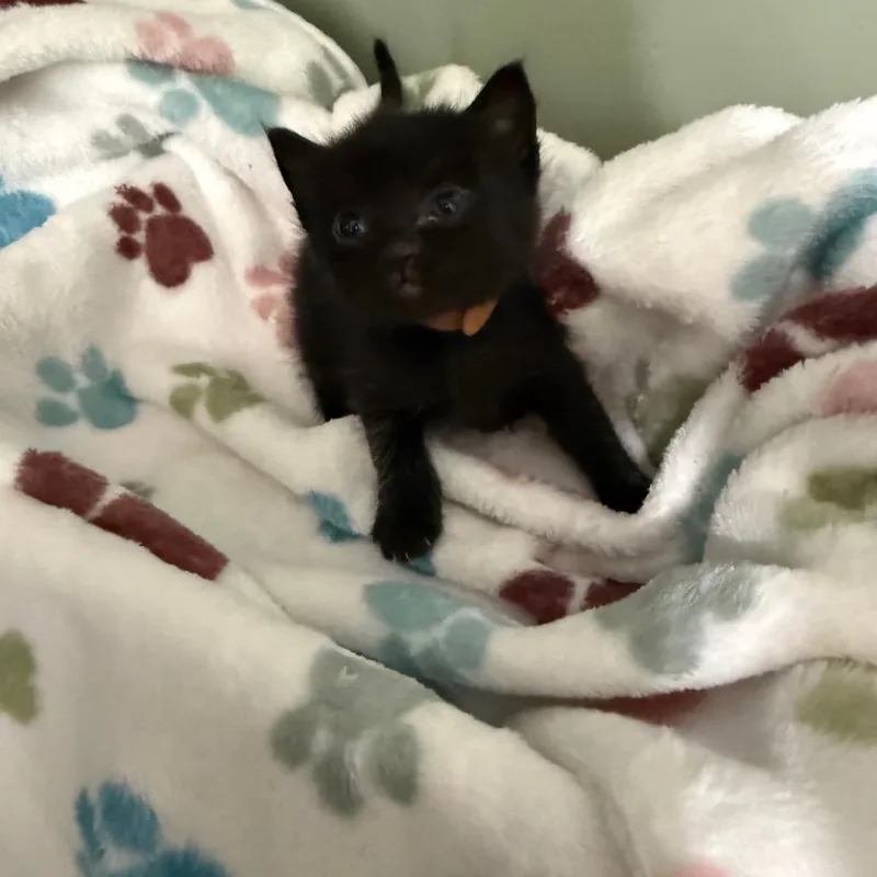 A baby small-sized female Black Domestic Short Hair cat named Coco Puff Brown for adoption in Ferndale, WA