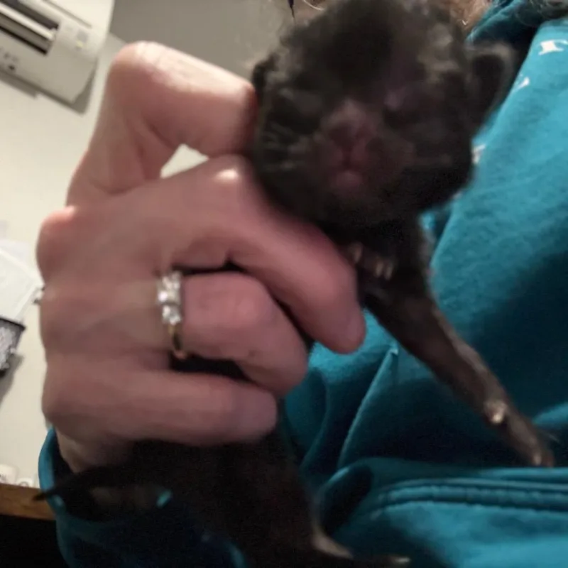 Coco Puff  Brown thumbnail 3