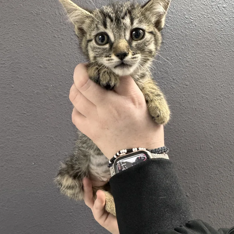 A baby medium-sized female Tabby cat named Olive for adoption in Henderson, NV