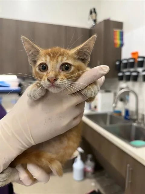A baby small-sized male Domestic Short Hair cat named Squanchy for adoption in Baytown, TX