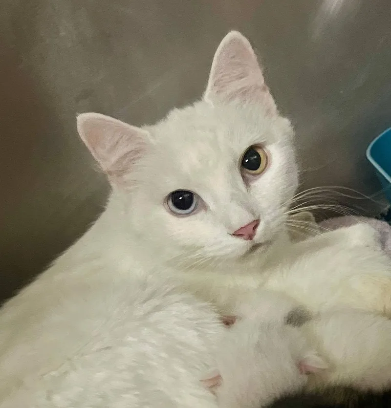 A young medium-sized female White Turkish Angora cat named Sugar for adoption in Leavenworth, KS