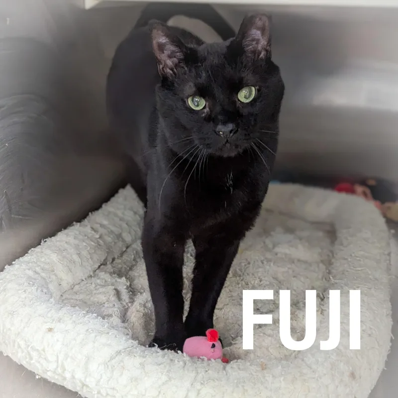 An adult medium-sized male Black Domestic Short Hair cat named Fuji for adoption in Griffith, IN