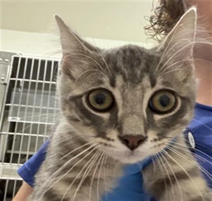 A baby small-sized male Domestic Short Hair cat named Bartolomew for adoption in Chula Vista, CA