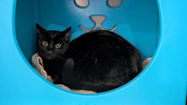 A young medium-sized female Domestic Short Hair cat named Tutu for adoption in Leesburg, VA