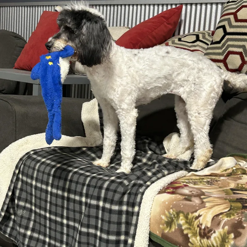 Mini Paloosa thumbnail 3