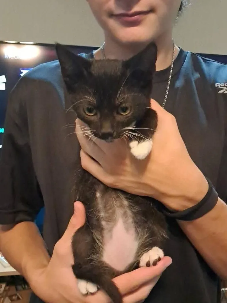 A baby medium-sized male Domestic Short Hair cat named Pepper for adoption in Miami, OK