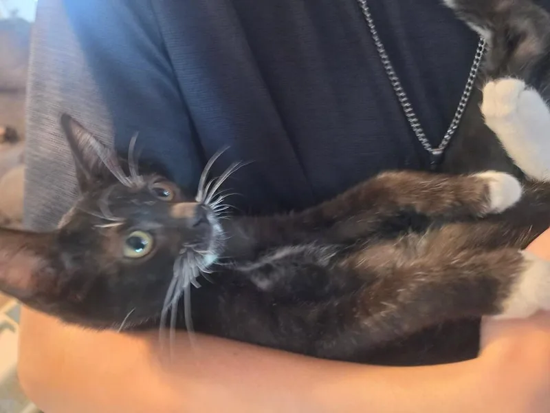 Pepper thumbnail 2