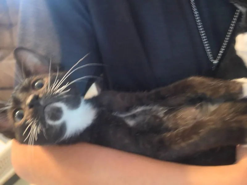 Pepper thumbnail 3