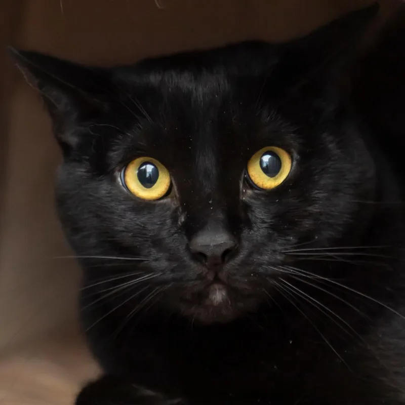 An adult large-sized female Black Domestic Short Hair cat named Dove for adoption in Middletown, RI